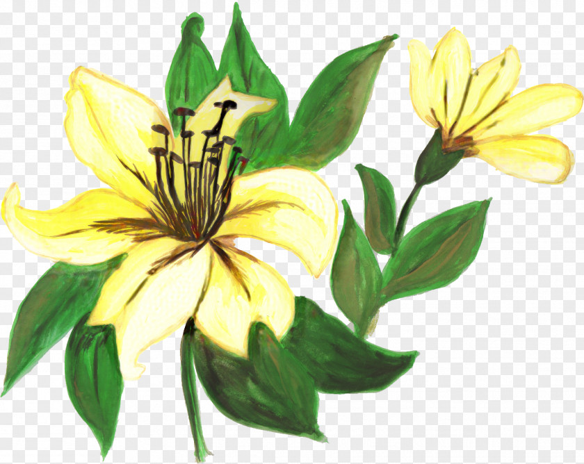 Lily Family Plant Drawing Of PNG
