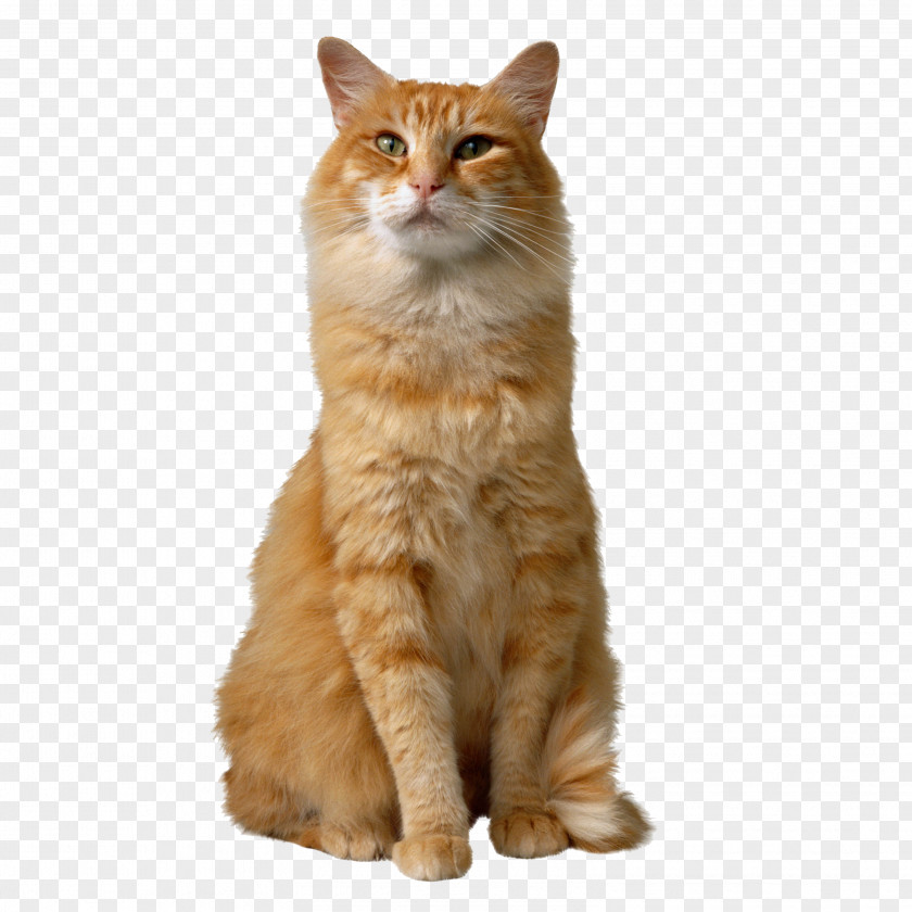 Sitting Cat Catnip Kitten Comb Dog PNG