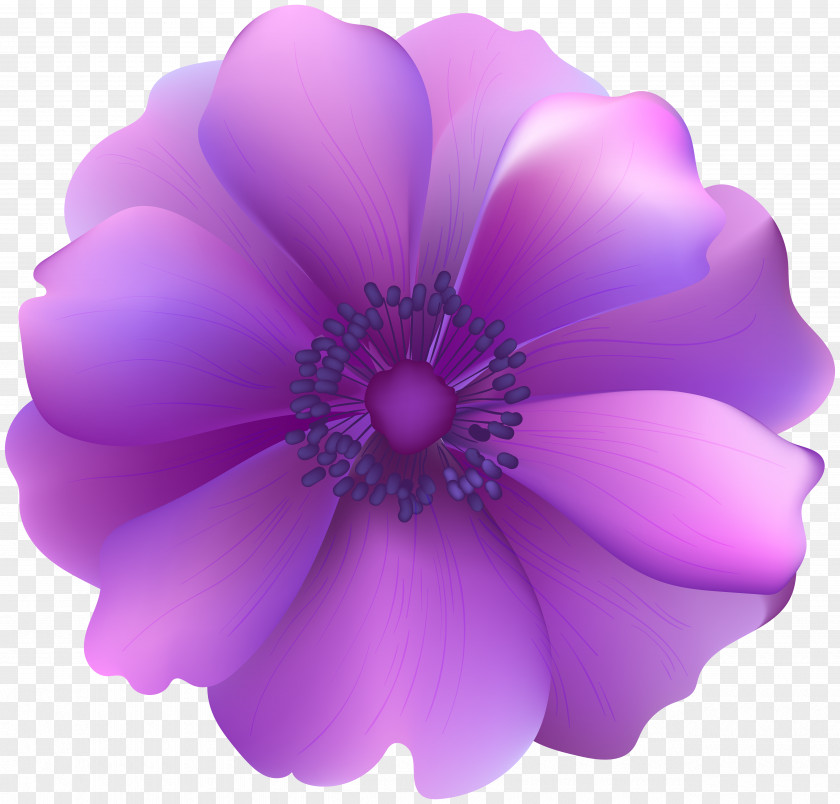 Purple Flowers Flower Clip Art PNG