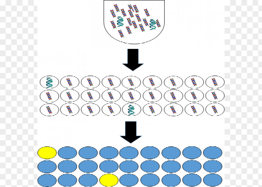 Technology Digital Polymerase Chain Reaction Molecular Biology PNG