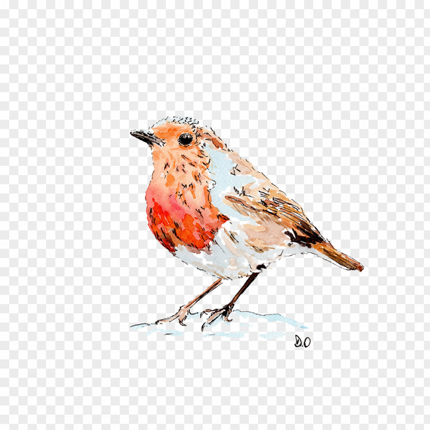 Bird European Robin Drawing Paper Watercolor Painting PNG