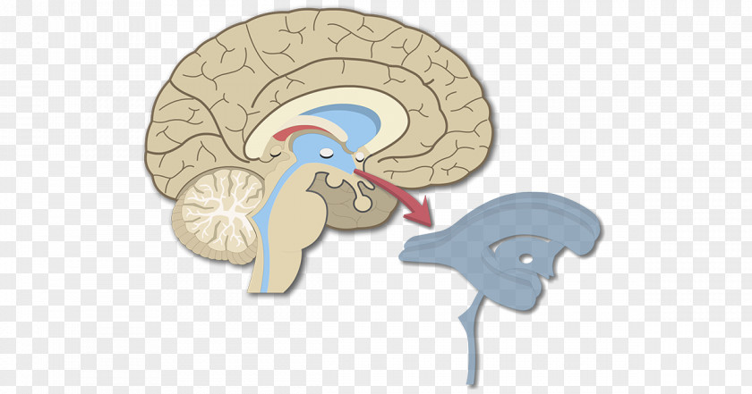 Brain Ventricular System Interventricular Foramina Central Canal Lateral Ventricles PNG