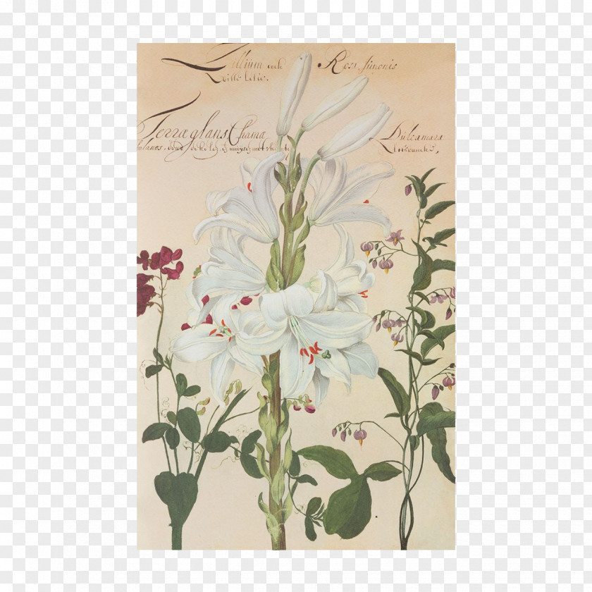 Lily Of The Valley Flower Easter Lilium Candidum Hortus Amoenissimus : Omnigenis Floribus, Plantis, Stirpibus... PNG