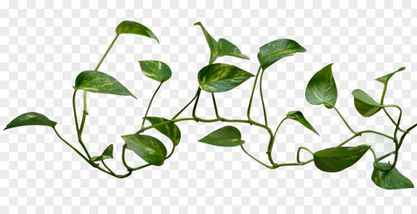 Vine Logo Transparent Common Ivy Plant Clip Art PNG