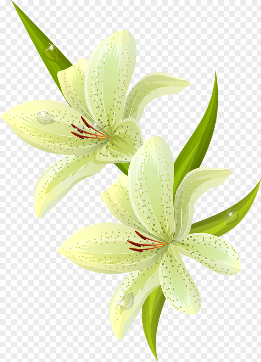 Lily Easter Lilium Candidum Tiger Flower PNG