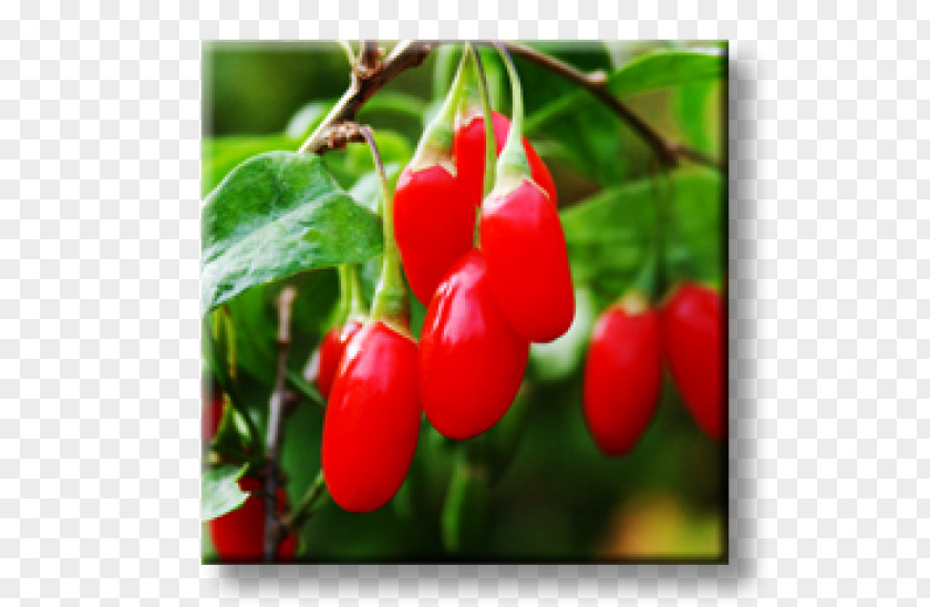 Plant Matrimony Vine Lycium Chinense Goji Almindelig Bukketorn Berry PNG