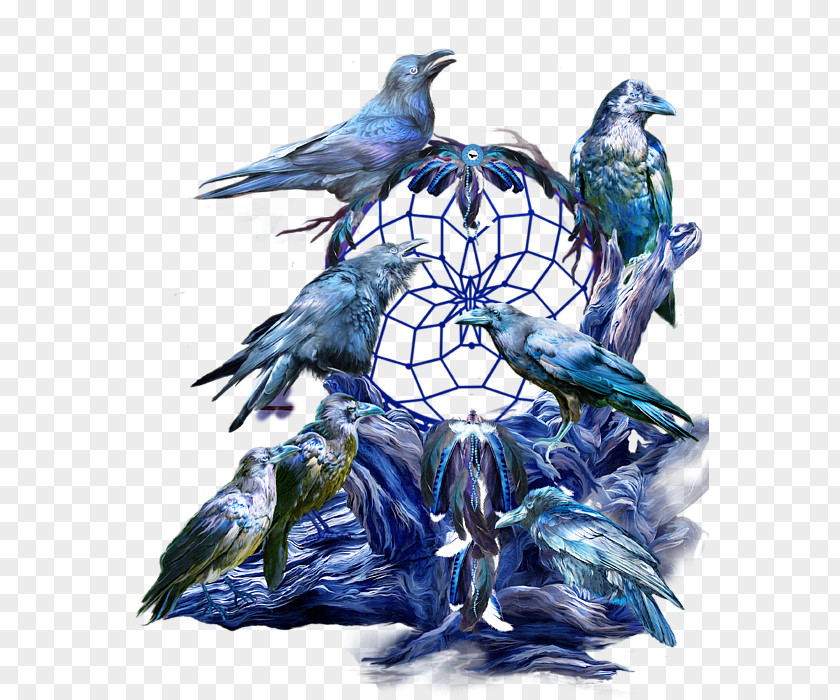 American Raven Bird Illustration Beak Painting Feather PNG