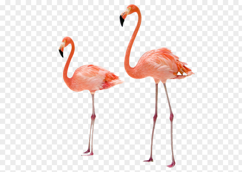 Flamingo Greater Bird American PNG