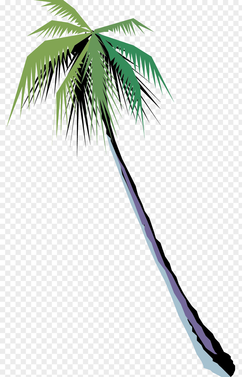 Green Tree Arecaceae Coconut PNG