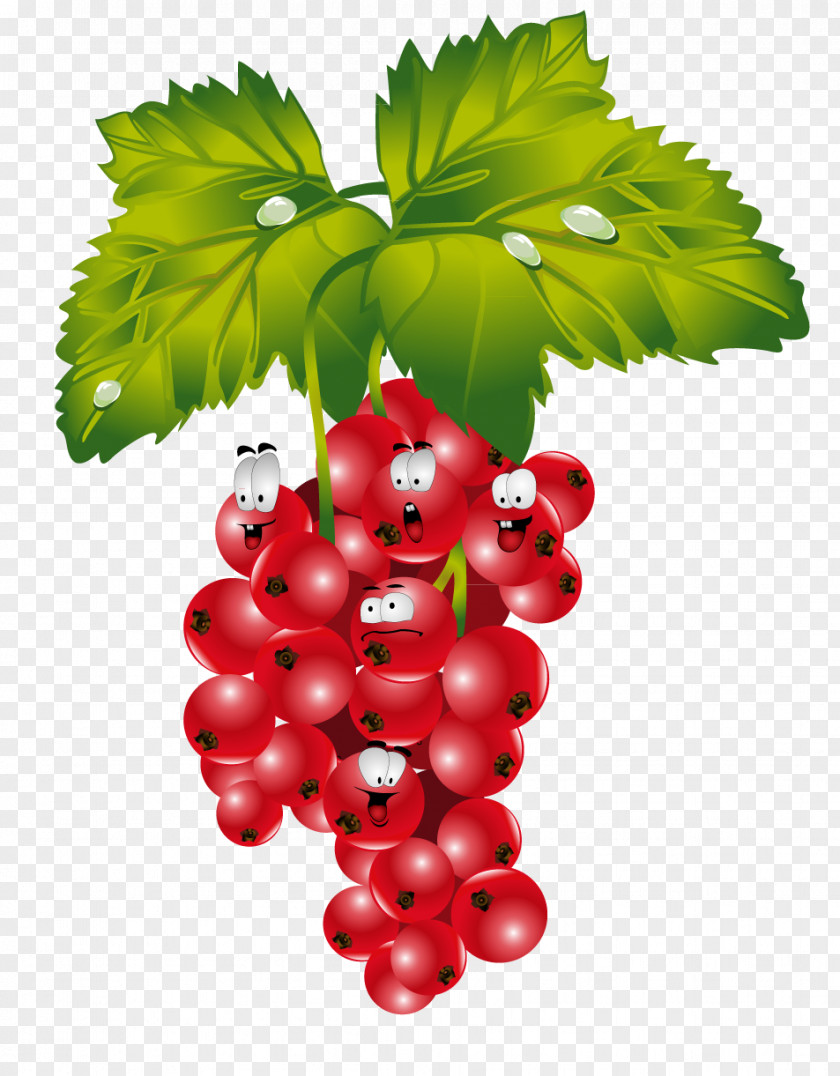 Raspberry Villain Redcurrant Blackcurrant Frutti Di Bosco PNG
