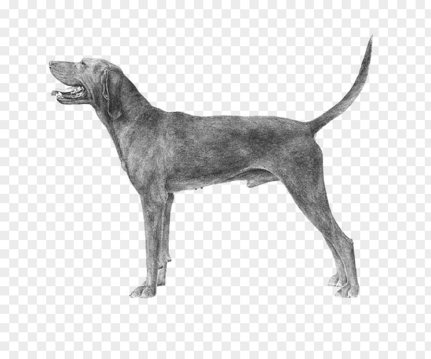 Redbone Coonhound Black And Tan Bluetick American English Bloodhound PNG