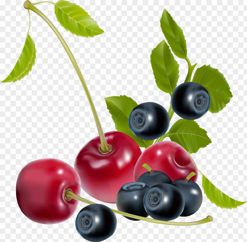 Berries Vector Graphics Illustration Royalty-free Cherries PNG