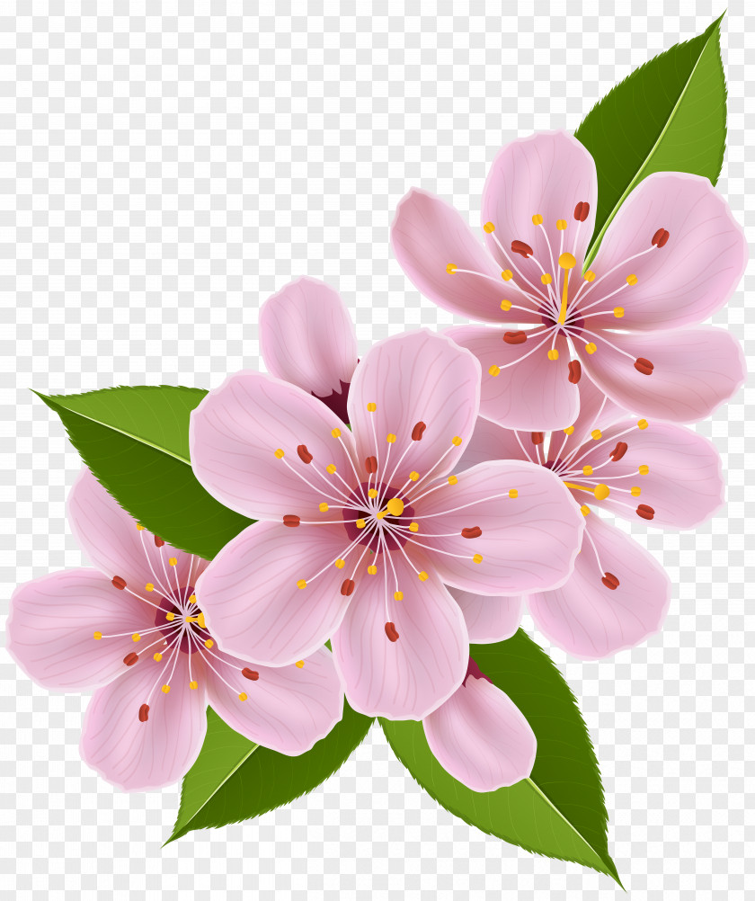 Cherry Blossom Flower Paper Clip Art PNG