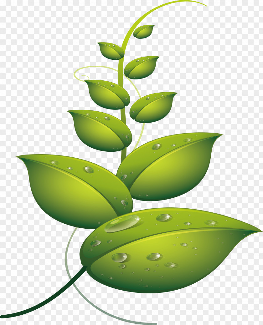 Leaves With Water Leaf Drop Euclidean Vector PNG