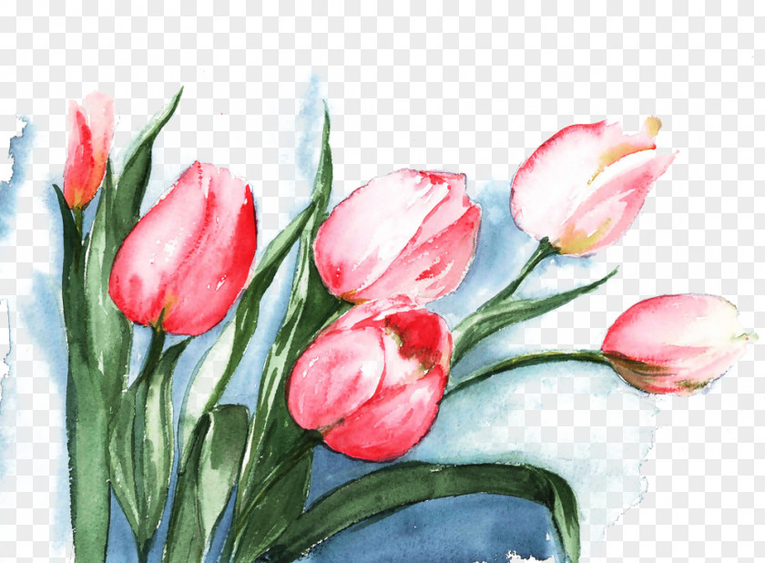 Pink Tulips Watercolor Picture Material Tulip Painting Flower PNG