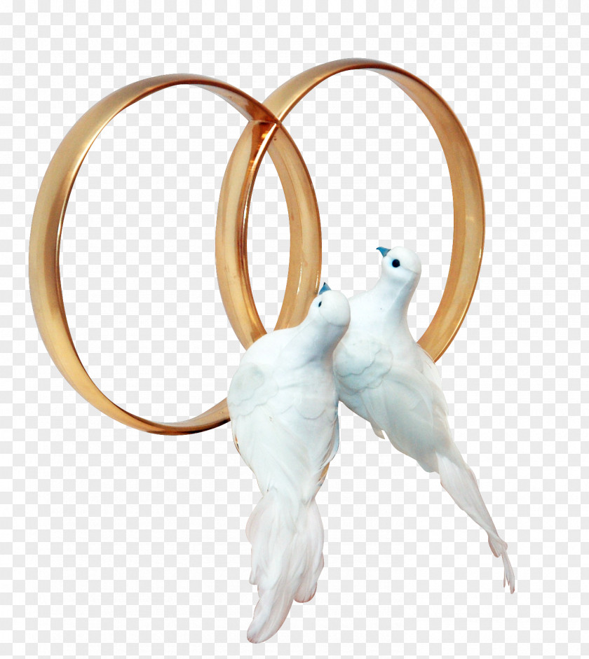 Wedding Pigeons And Doves Ring Clip Art PNG