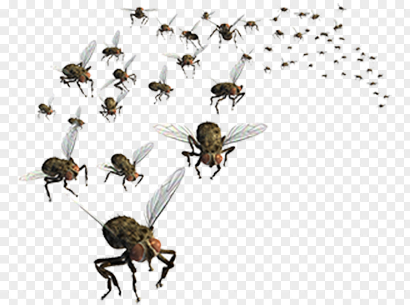 Insect Fly Stock Photography Clip Art Image PNG