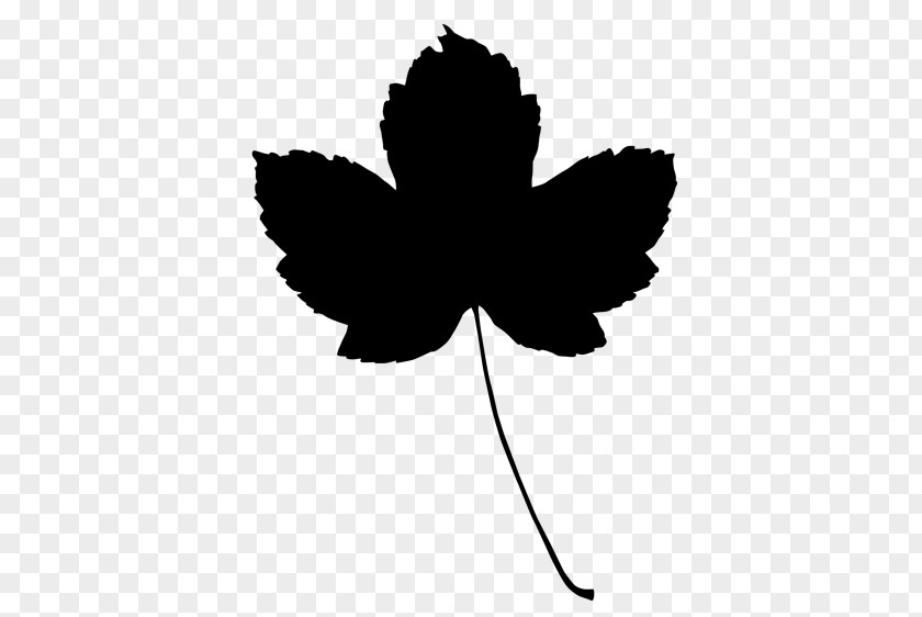 Leaf Flowering Plant Petal Maple Stem PNG