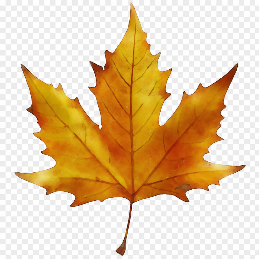 Planetree Family Deciduous Maple Leaf PNG