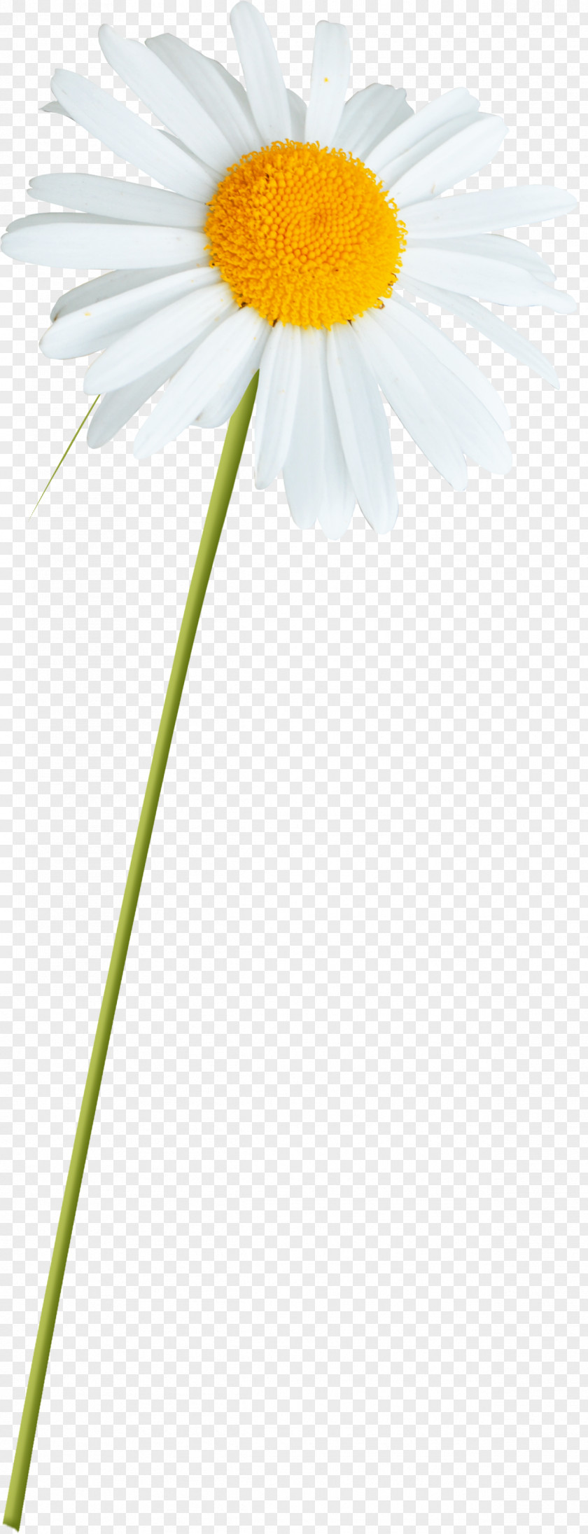 White Daisies PNG daisies clipart PNG