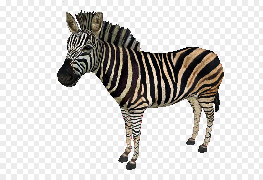Zebra Zoo Tycoon 2: Extinct Animals Quagga Horses Chapman's PNG