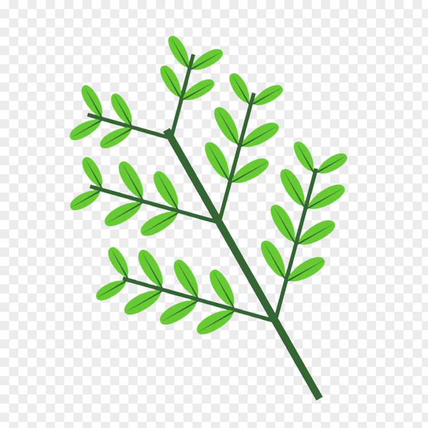Aesculus Hyppocastanum Twig Plant Stem Leaf Clip Art Line PNG
