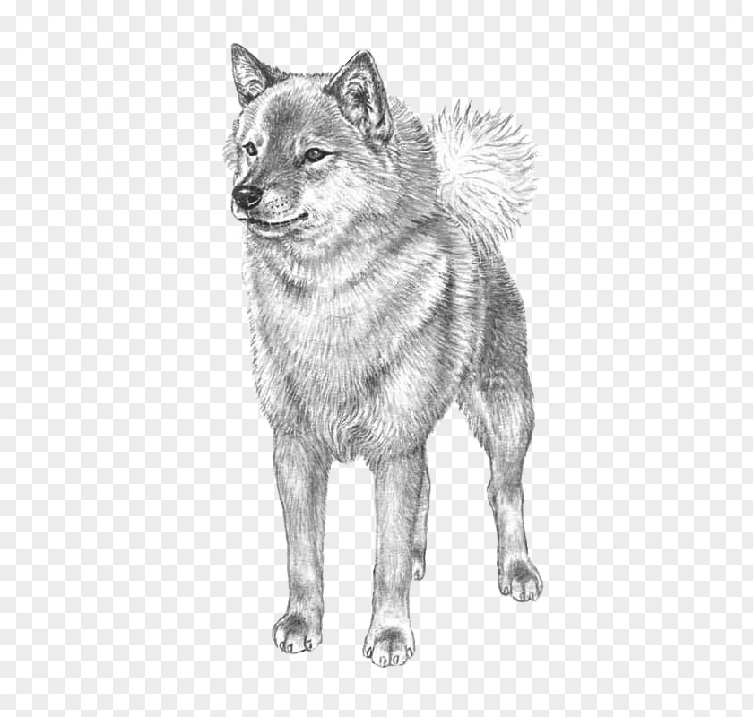 Finnish Spitz Norwegian Elkhound Czechoslovakian Wolfdog Dog Breed Akita PNG