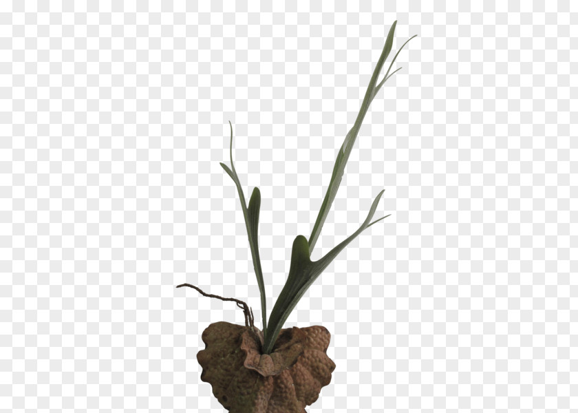 Flower Twig Flowerpot Grasses Plant Stem PNG