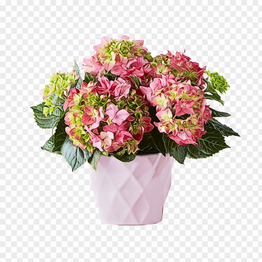 Hydrangea Hydrangeaceae Flower Flowering Plant Bouquet Pink PNG