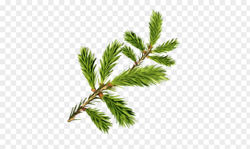 Pine Leaves Spruce Fir Clip Art PNG