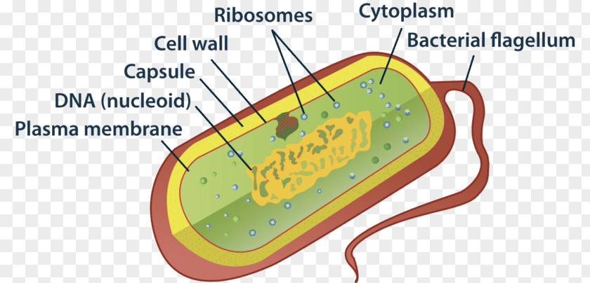 Prokaryotic Cell Prokaryote Bacterial Structure Organelle PNG