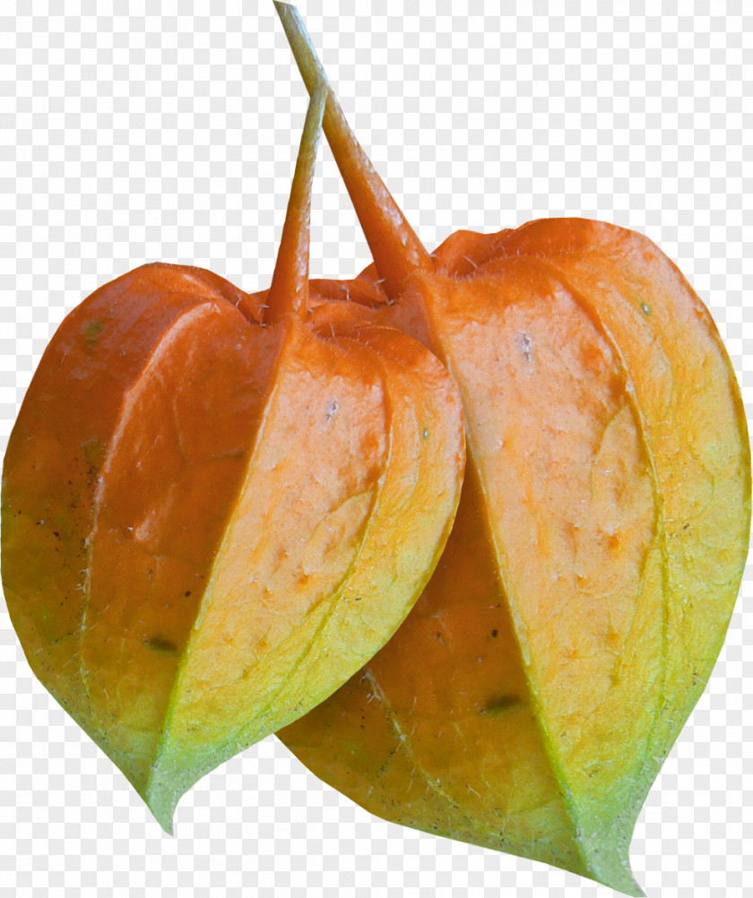 Autumn Leaves Download Auglis Clip Art PNG