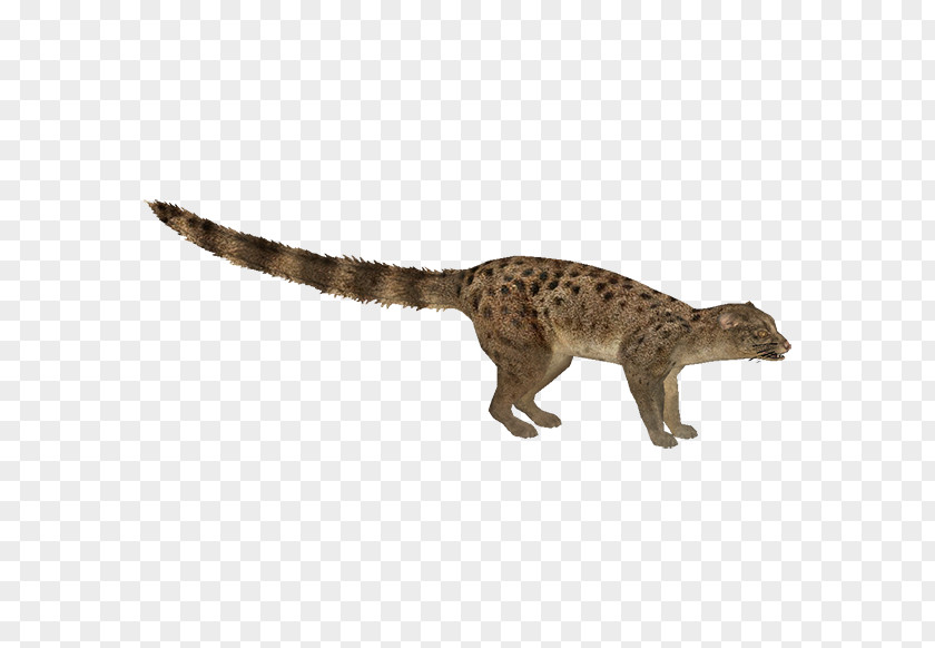 Chameleon Viverridae Velociraptor Tyrannosaurus Reptile Dinosaur PNG