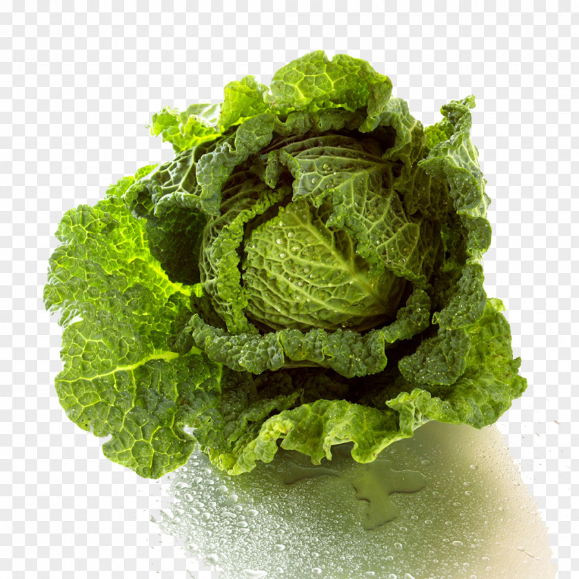 Chinese Cabbage Lettuce Vegetable Nutrition PNG