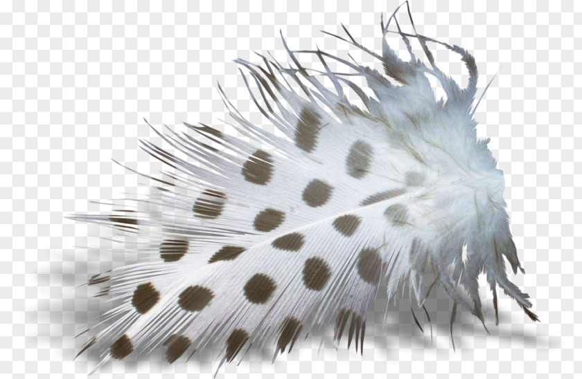 Feather Close-up Invertebrate PNG