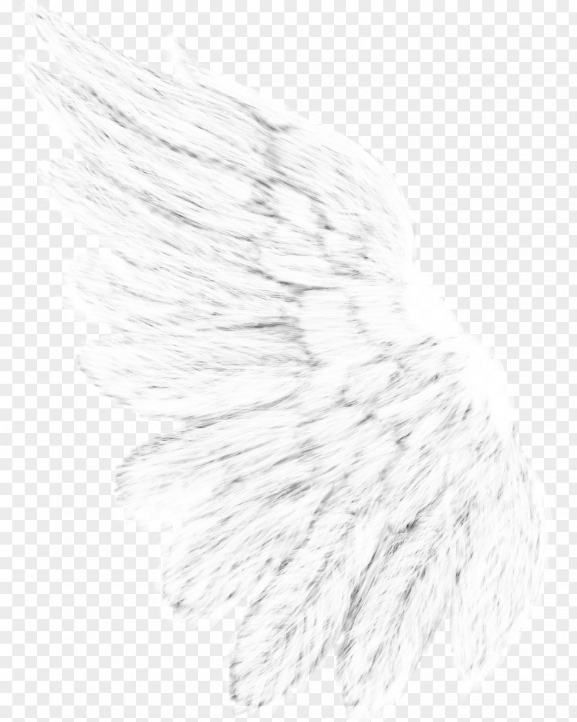 Feather Drawing Monochrome Photography Line Art White PNG