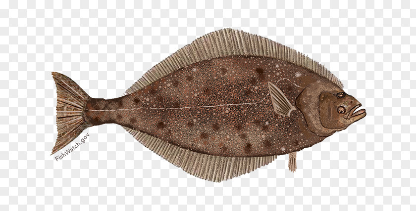 Fish Pacific Halibut Flatfish Sole PNG