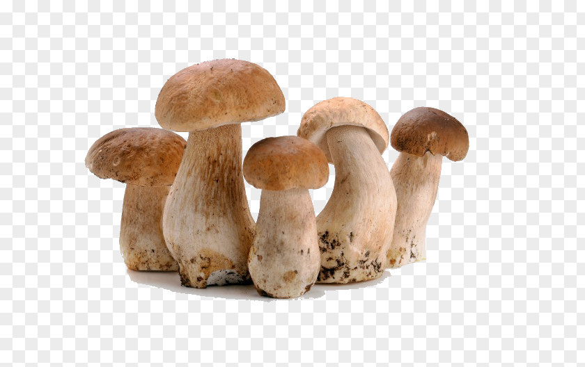 Fresh Mushrooms Creatives Bolognese Sauce Ravioli Edible Mushroom Straw PNG