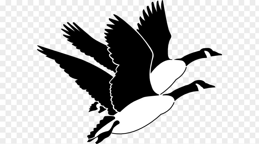 Mother Goose Clipart Duck Mallard Bird Clip Art PNG