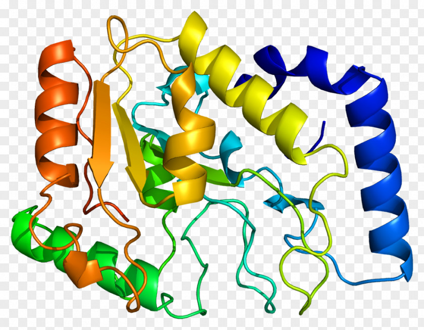 Ribosomal Protein Uracil-DNA Glycosylase Human Genome PNG