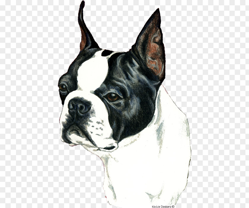 Terrier Boston Valley Bulldog Toy Dog Breed English White PNG