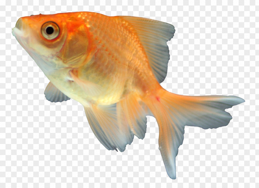 Fish School Goldfish Feeder Fauna Orange S.A. PNG
