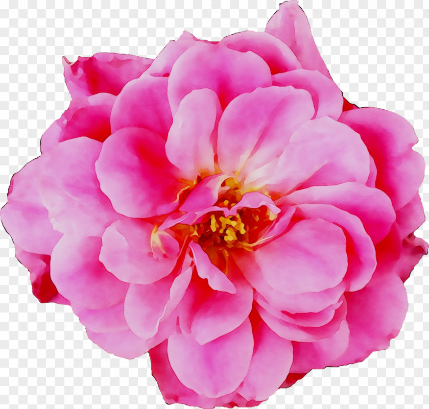 Garden Roses Cabbage Rose Floribunda Peony Herbaceous Plant PNG