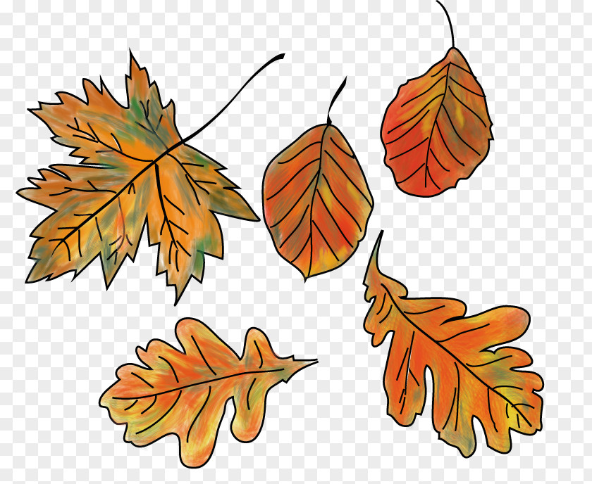 Leaf Autumn Color Bunt Sind Schon Die Wälder Clip Art PNG