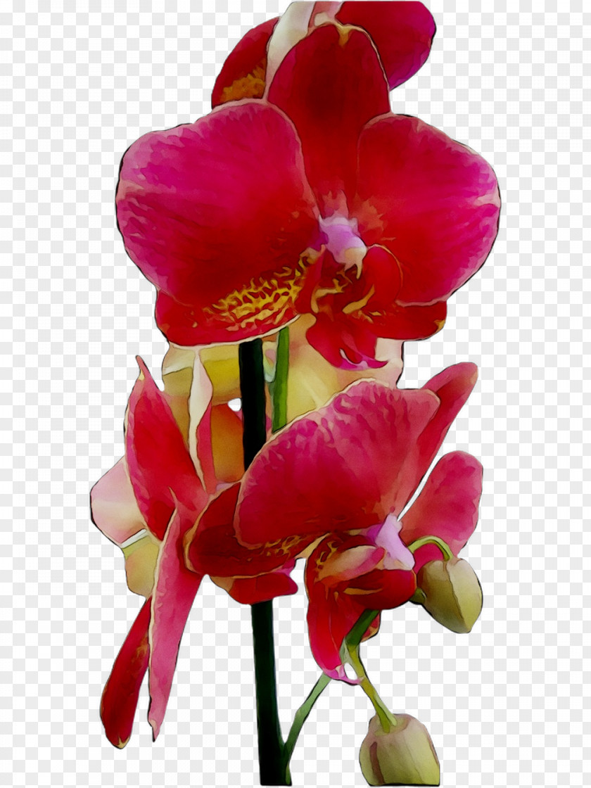 Moth Orchids Cut Flowers Plant Stem Herbaceous Magenta PNG