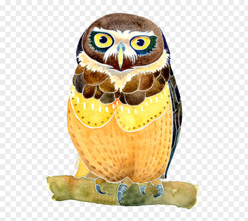 Owl Watercolor Painting Illustration PNG