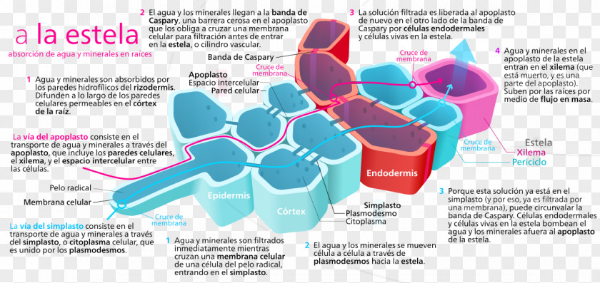 Plant Apoplast Centrale Cilinder Root Photosynthesis PNG