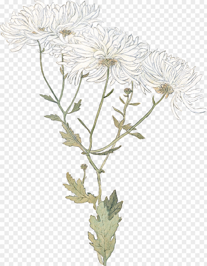 Plant Stem Chrysanthemum Oxeye Daisy Cut Flowers Flowerpot PNG