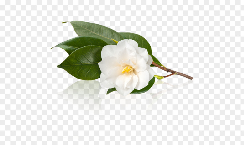 Tea Leaves White Camellia Sinensis Japanese Oleifera PNG