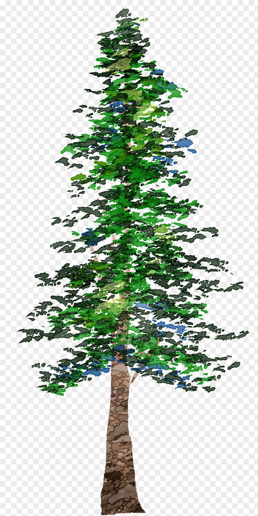 Tree Pine Conifers PNG